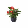 Anthurium in Geometric Ceramic Pot