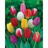 Tulip Single