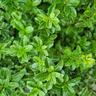 Pittosporum Mountain Green 6L