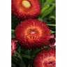 Colourwave Dreamtime Bracteantha