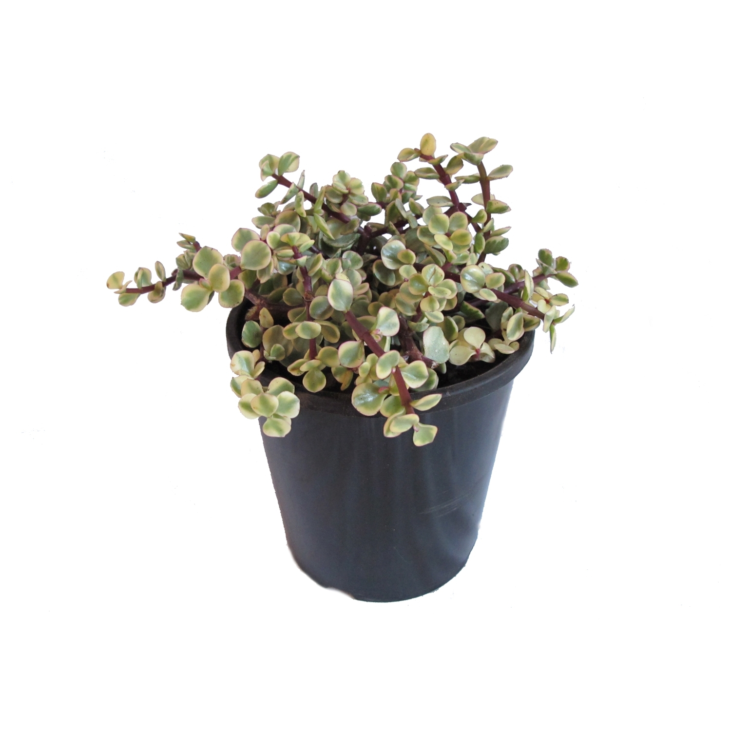 Portularia Afra Varigata