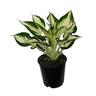 Hosta Loyalist