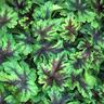 Tiarella Neon Lights