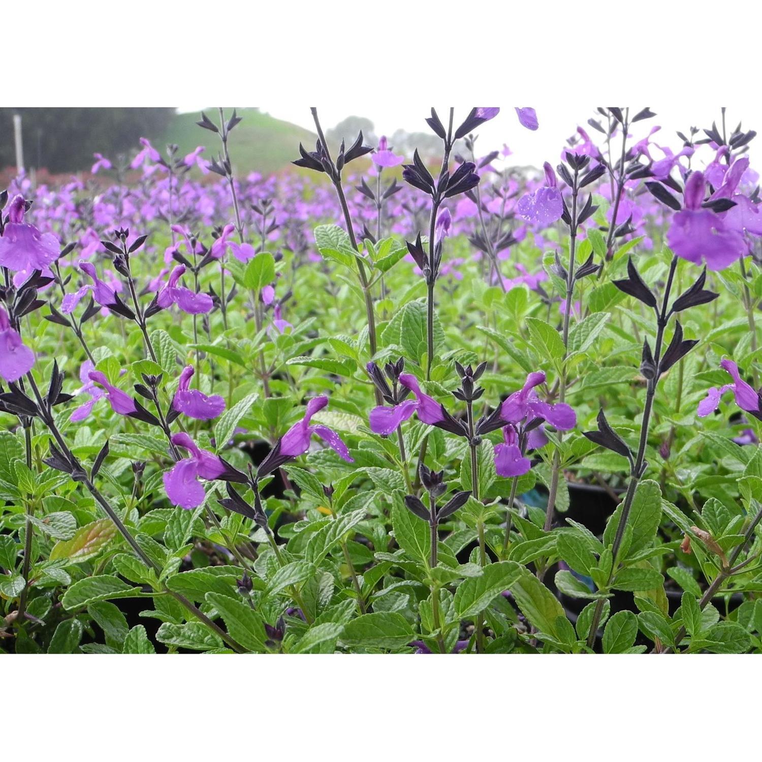Salvia So Cool Violet