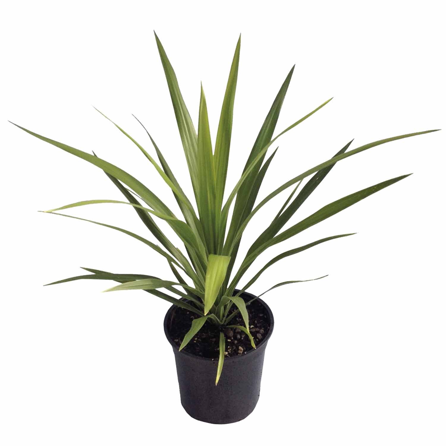 Cordyline Green Goddess
