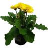Indoor Gerbera