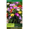 Dwarf Freesia Mixture Pack of 8