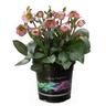Helleborus Hannahs Blush