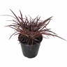 Phormium sweet mist