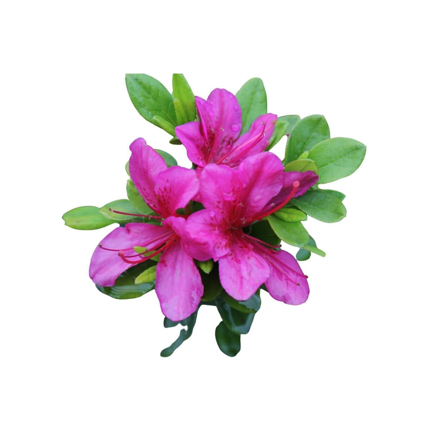 Azalea