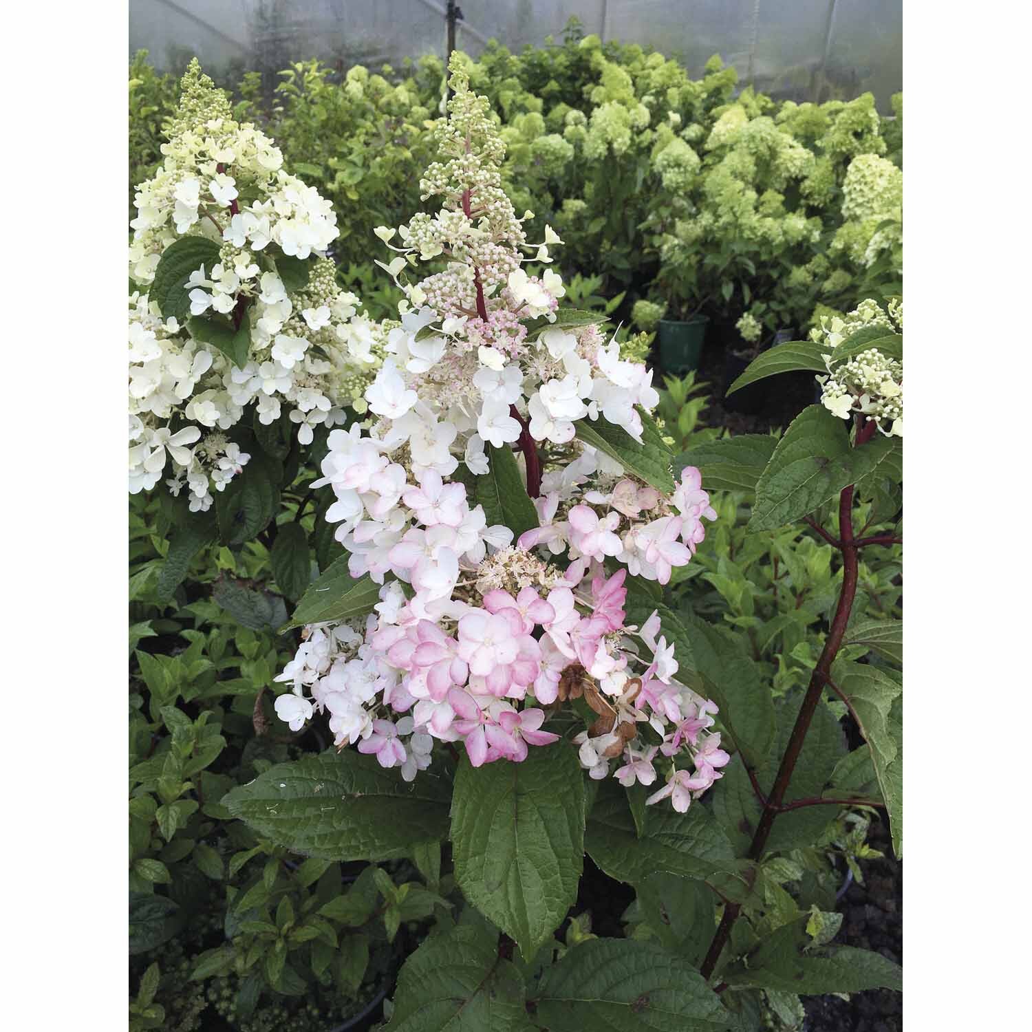 Hydrangea Candlelight