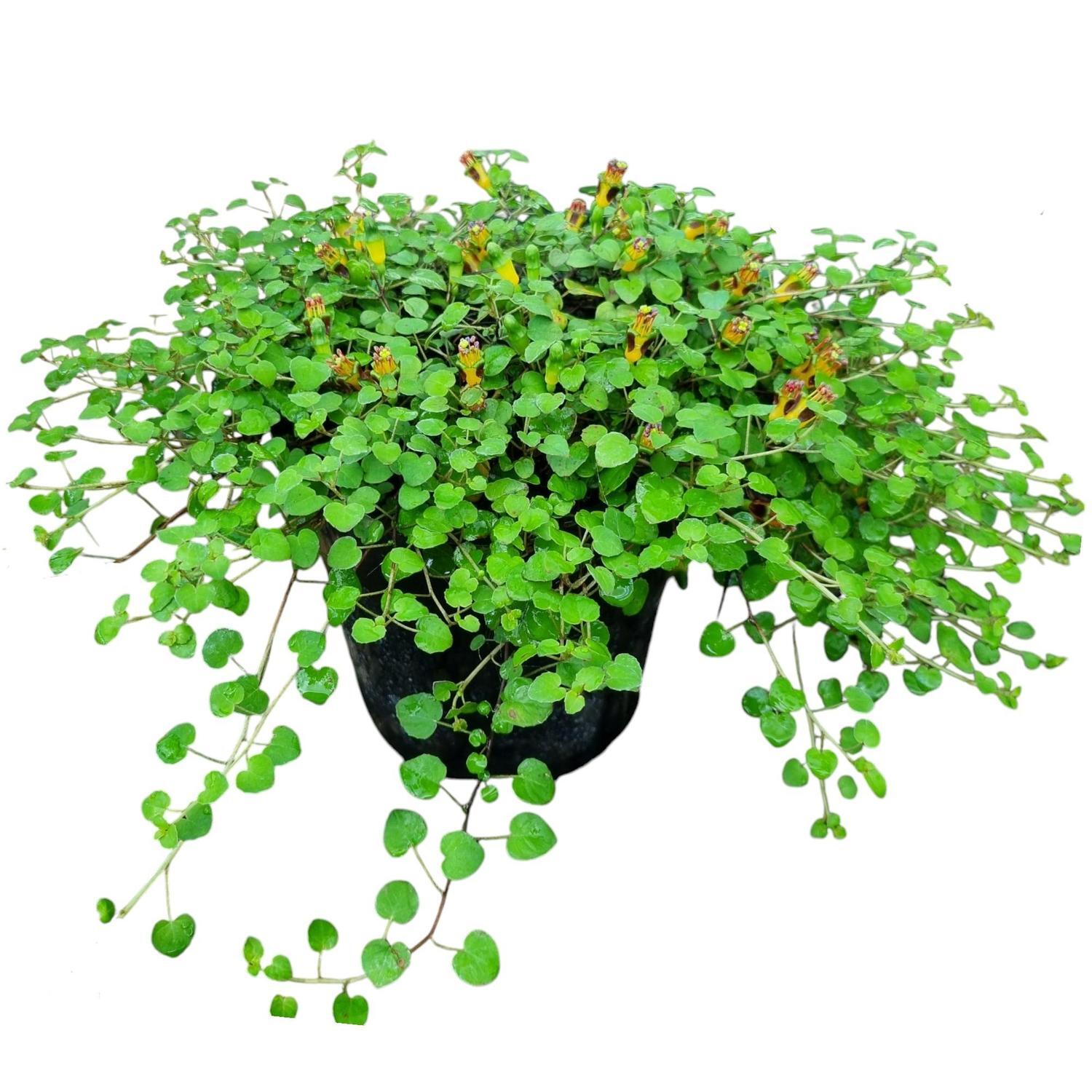 Fuchsia Procumbens  2L