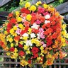 Begonia 'Illumination Mix'