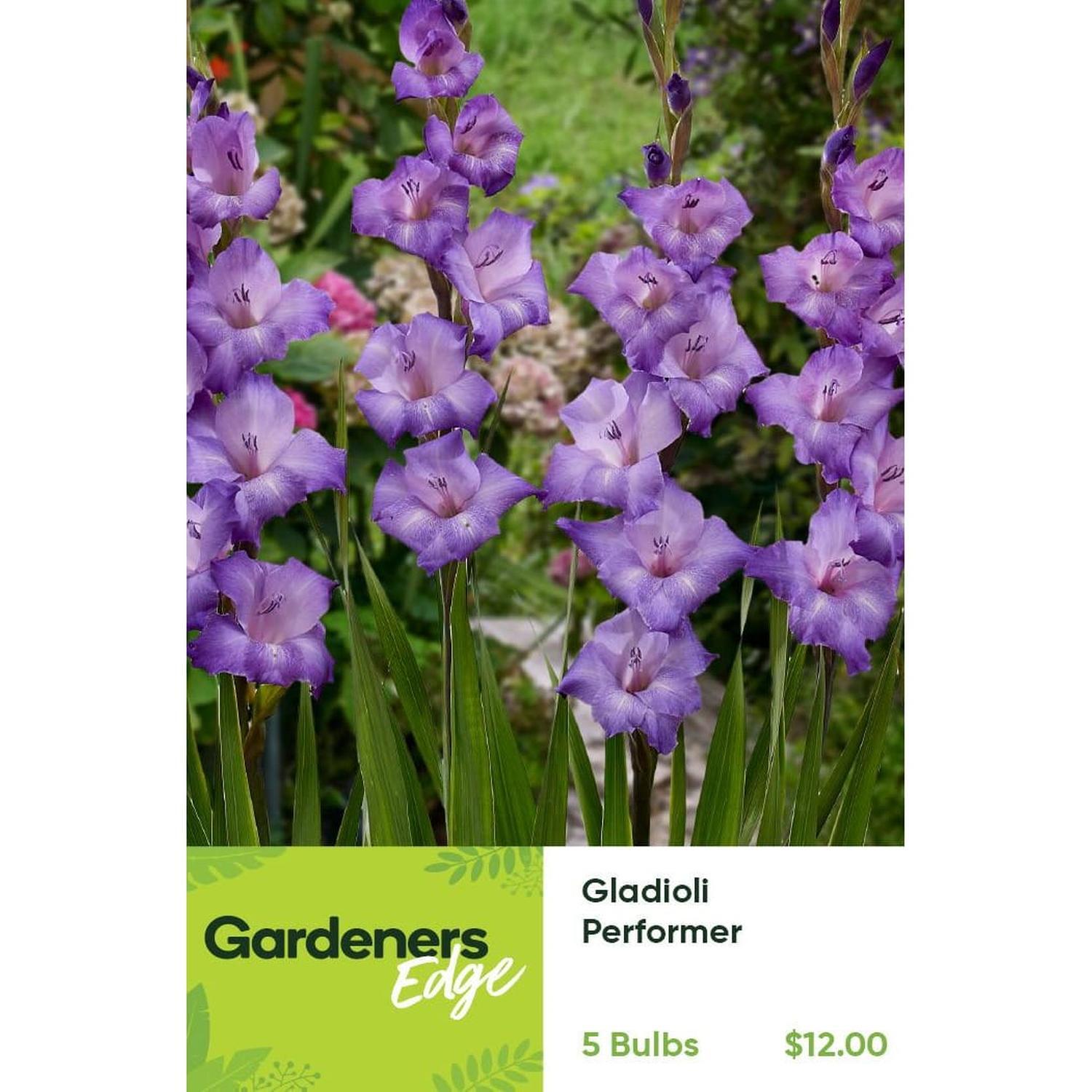 Gladioli Performer Pack of 5