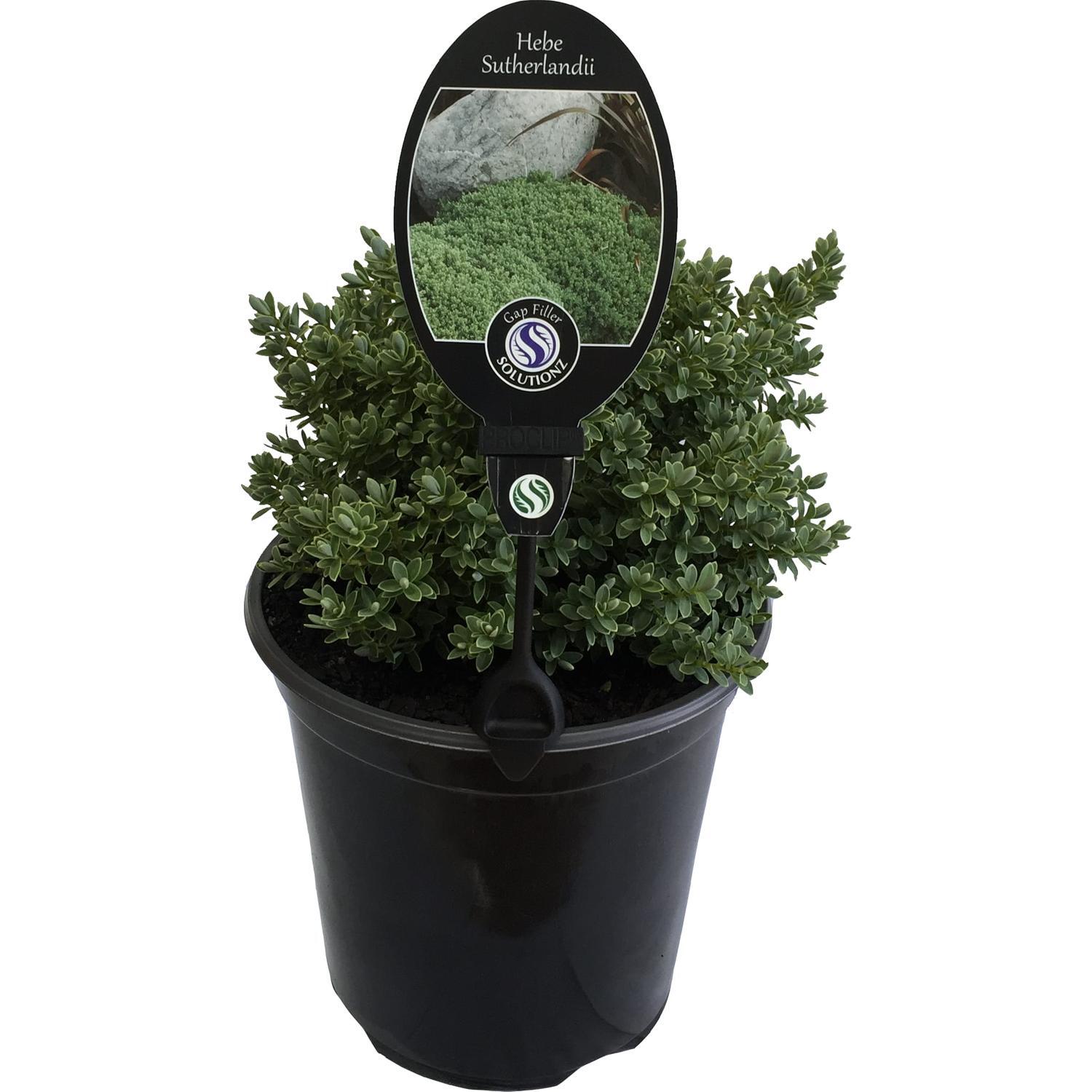 Hebe Sutherlandii