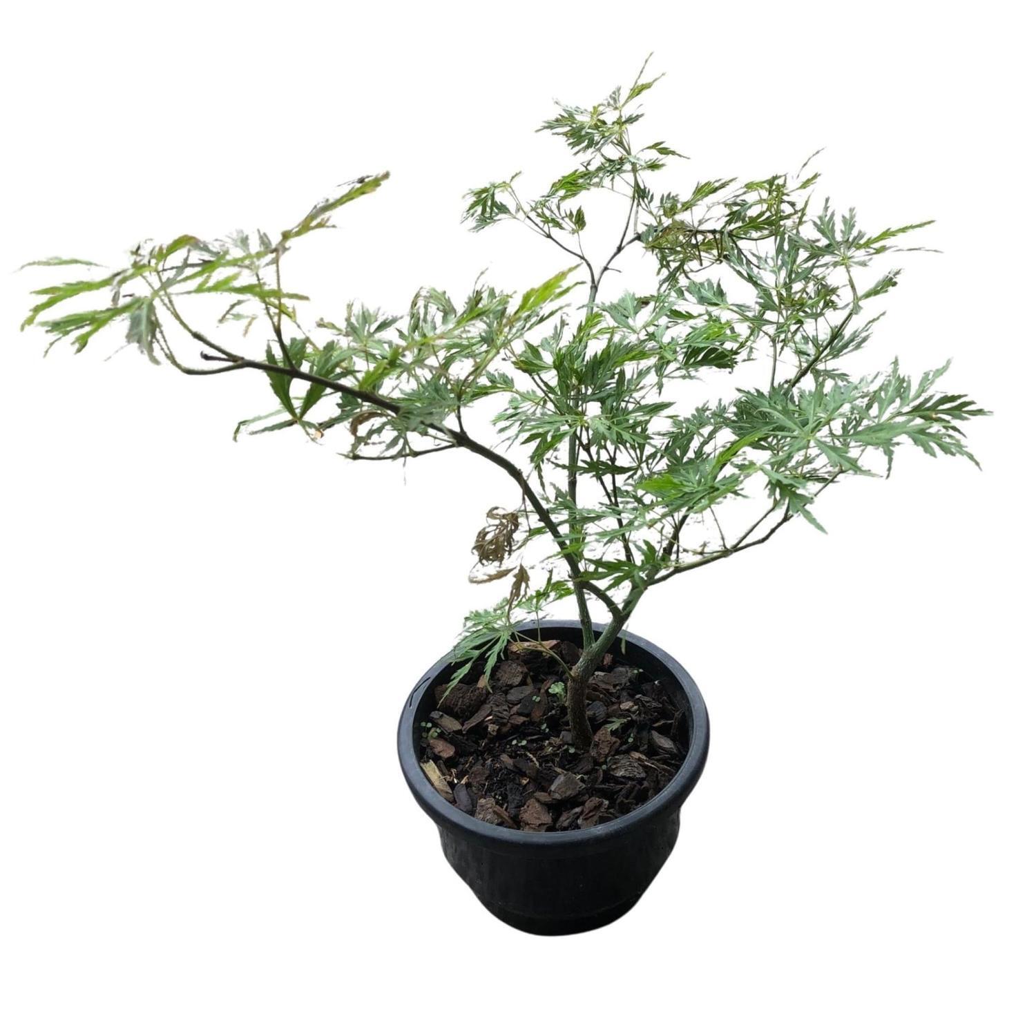 Acer Palmatum Dissectum  13cm