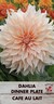 Dahlia Decorative 'Cafe Au Lait'