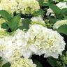 Hydrangea Schneeball