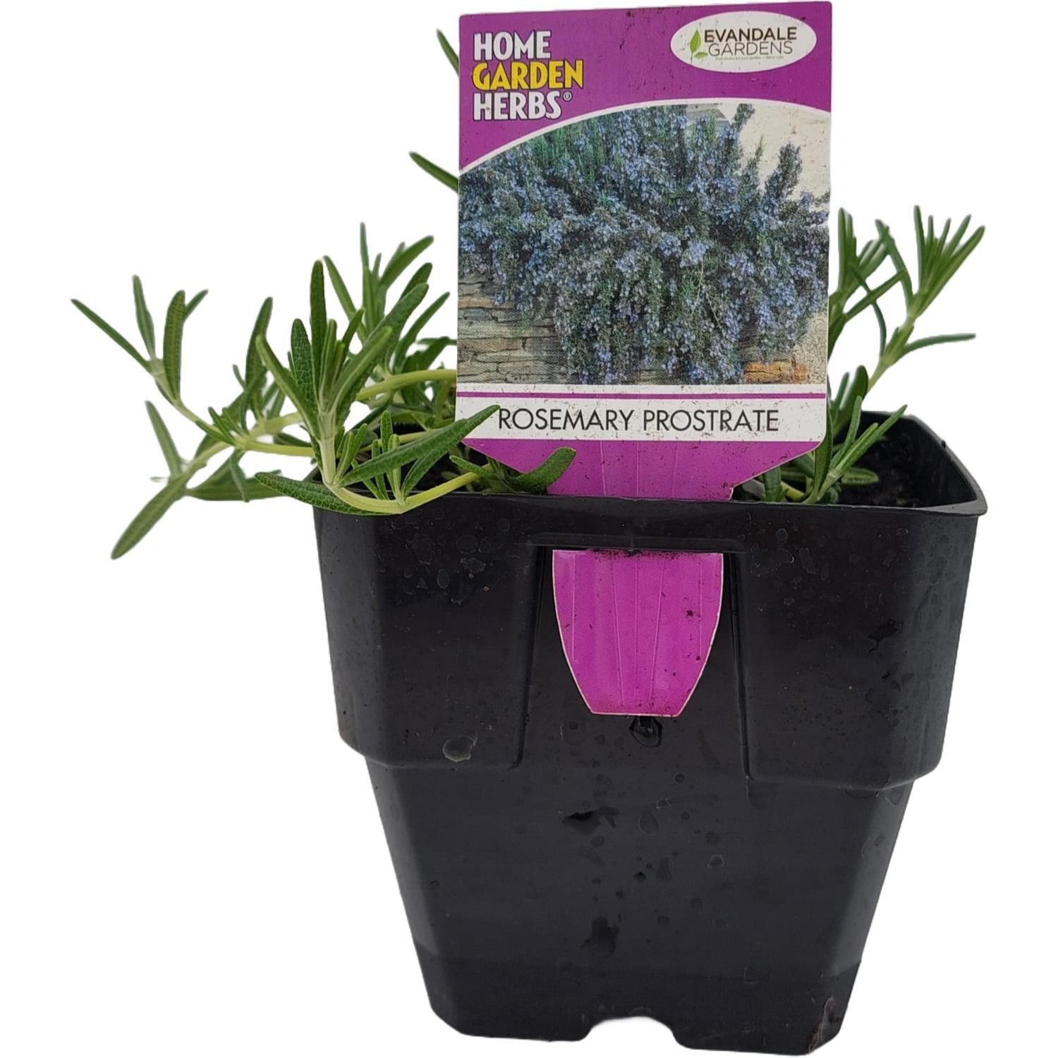 Rosemary Prostrate