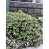 Hebe Wiri Mist 1.9 litre