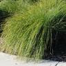 Lomandra Tanika