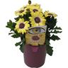 Osteospermum Blue Eyed Beauty 1.5L Yellow