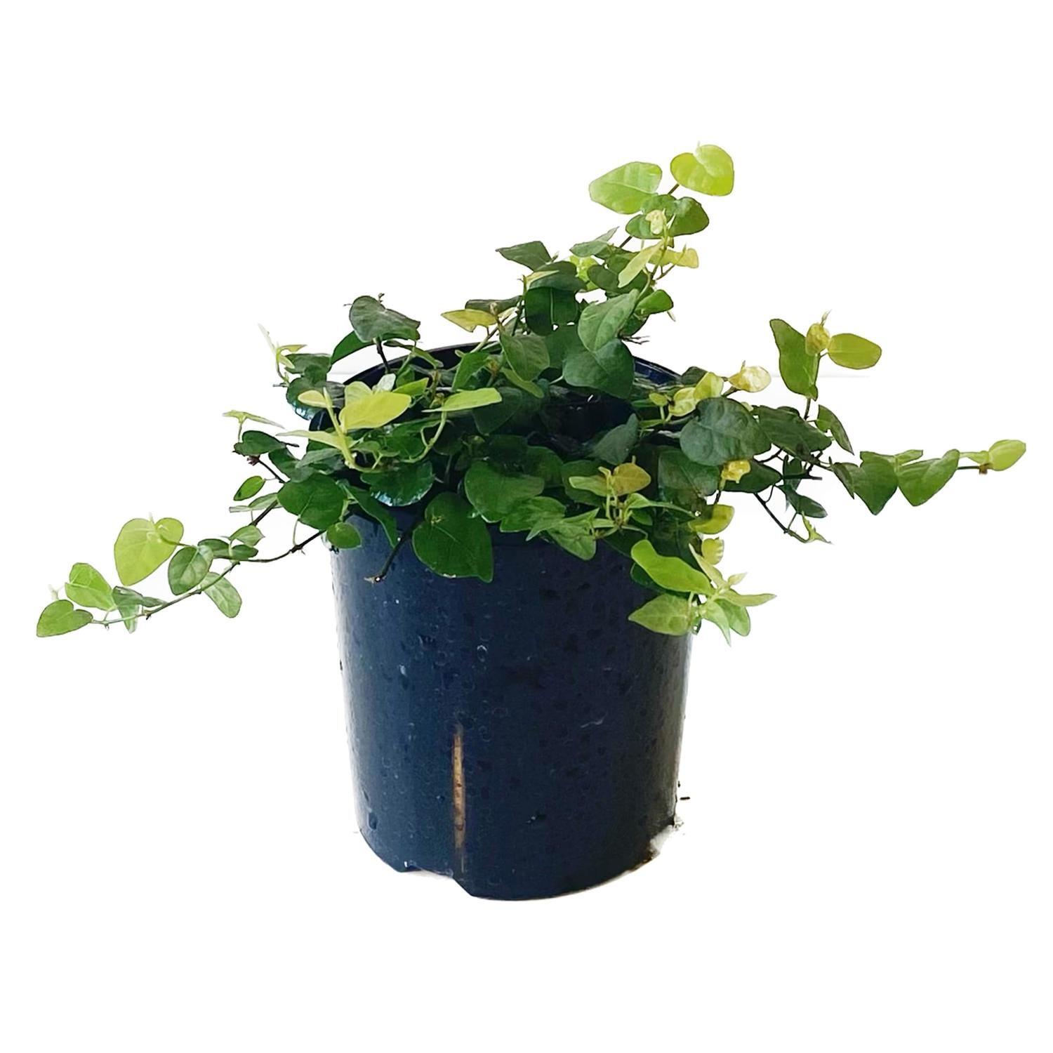 Ficus Pumila 12cm