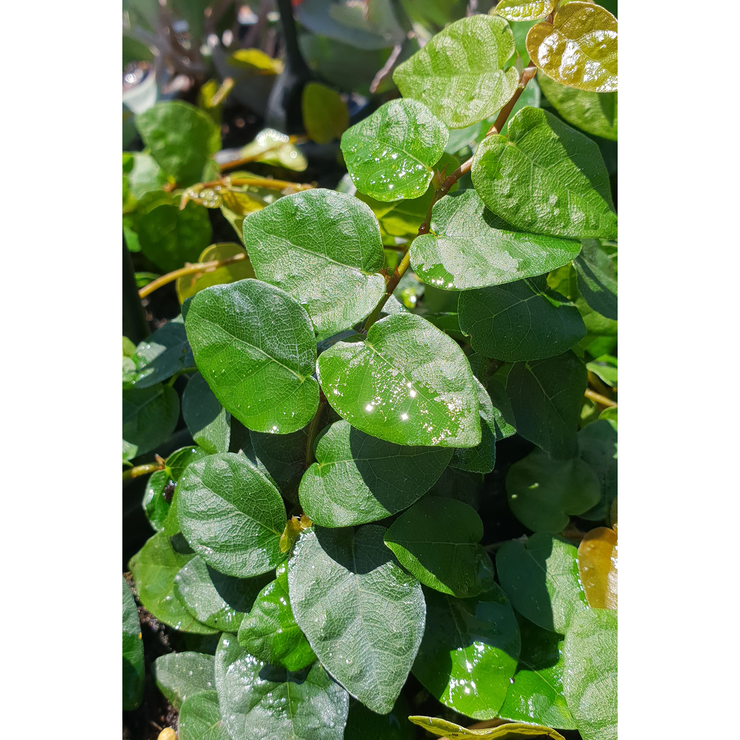 Ficus Pumila
