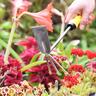 Garden Cultivator Hoe
