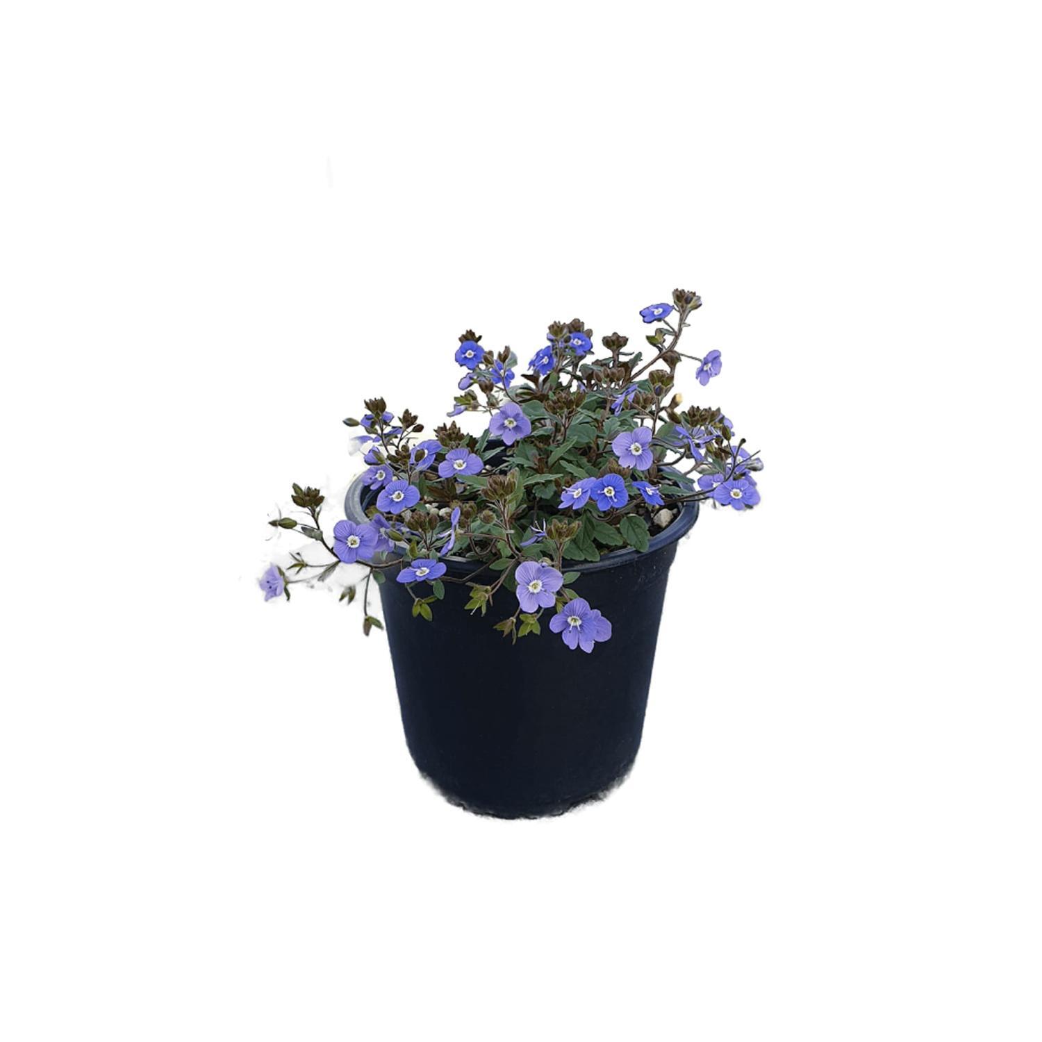 Veronica Oxford Blue