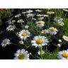 Federation Daisy Sultans Pride