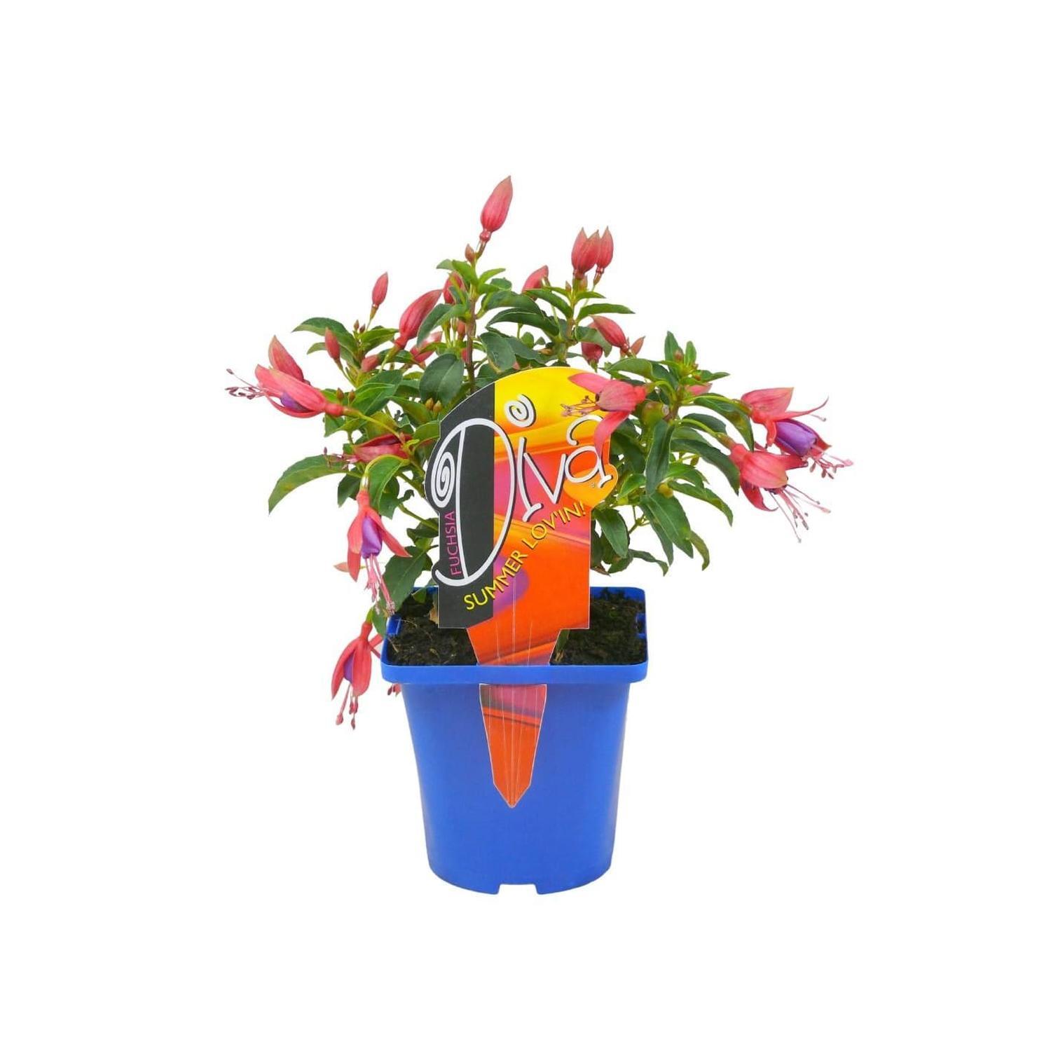 Fuchsia Diva