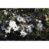 Leptospermum Wiri Linda