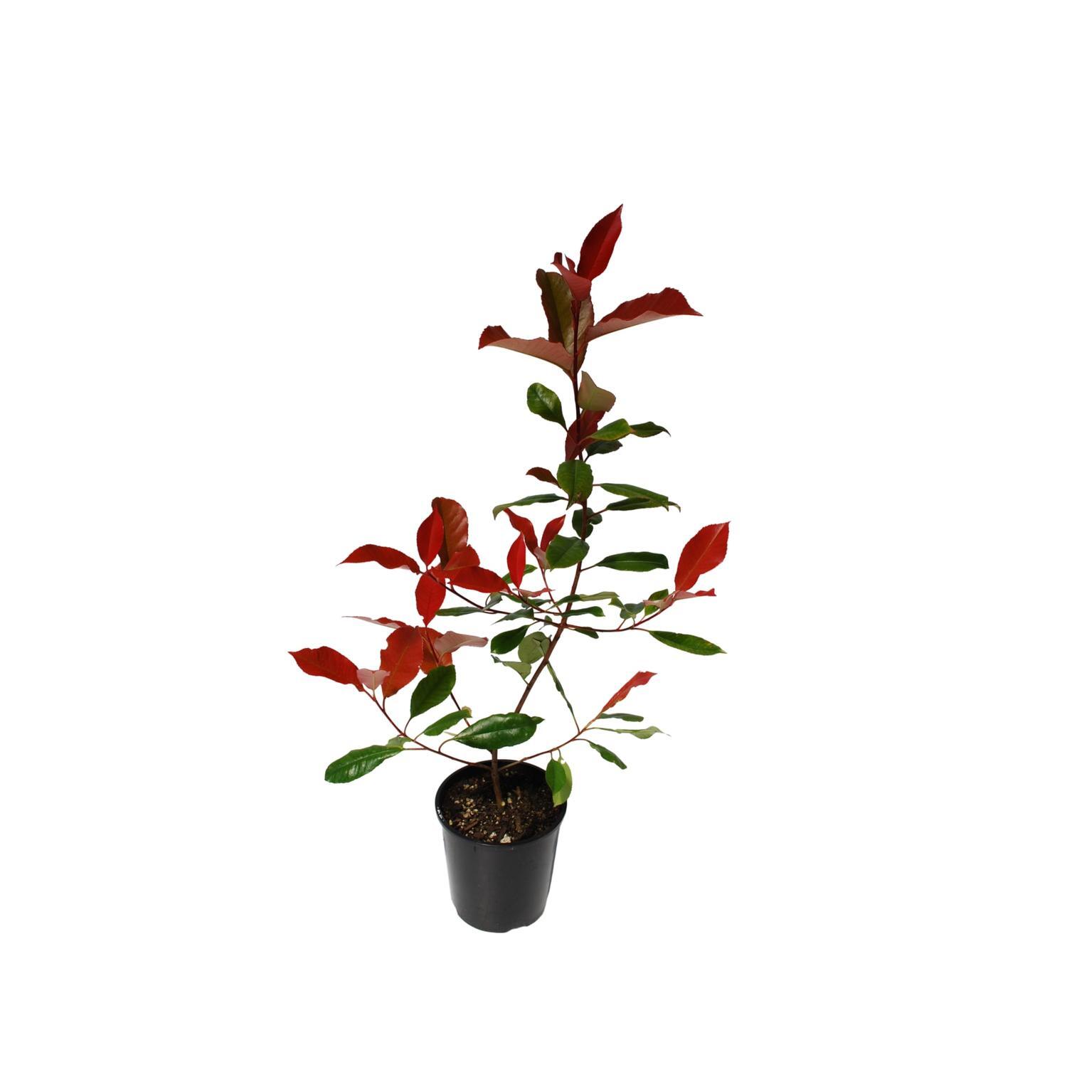 Photinia Red Robin 2 litre