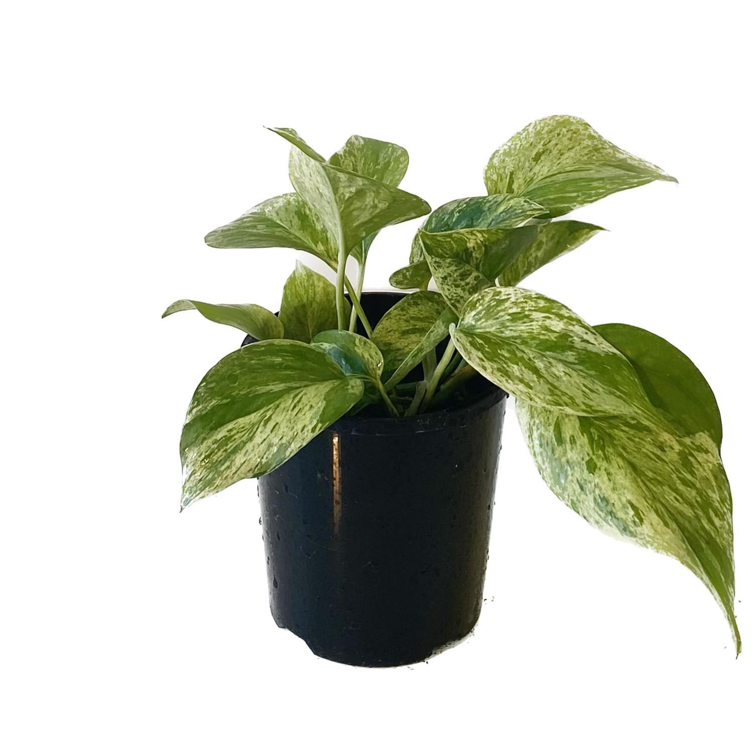 Scindapsus Marble Queen 12cm