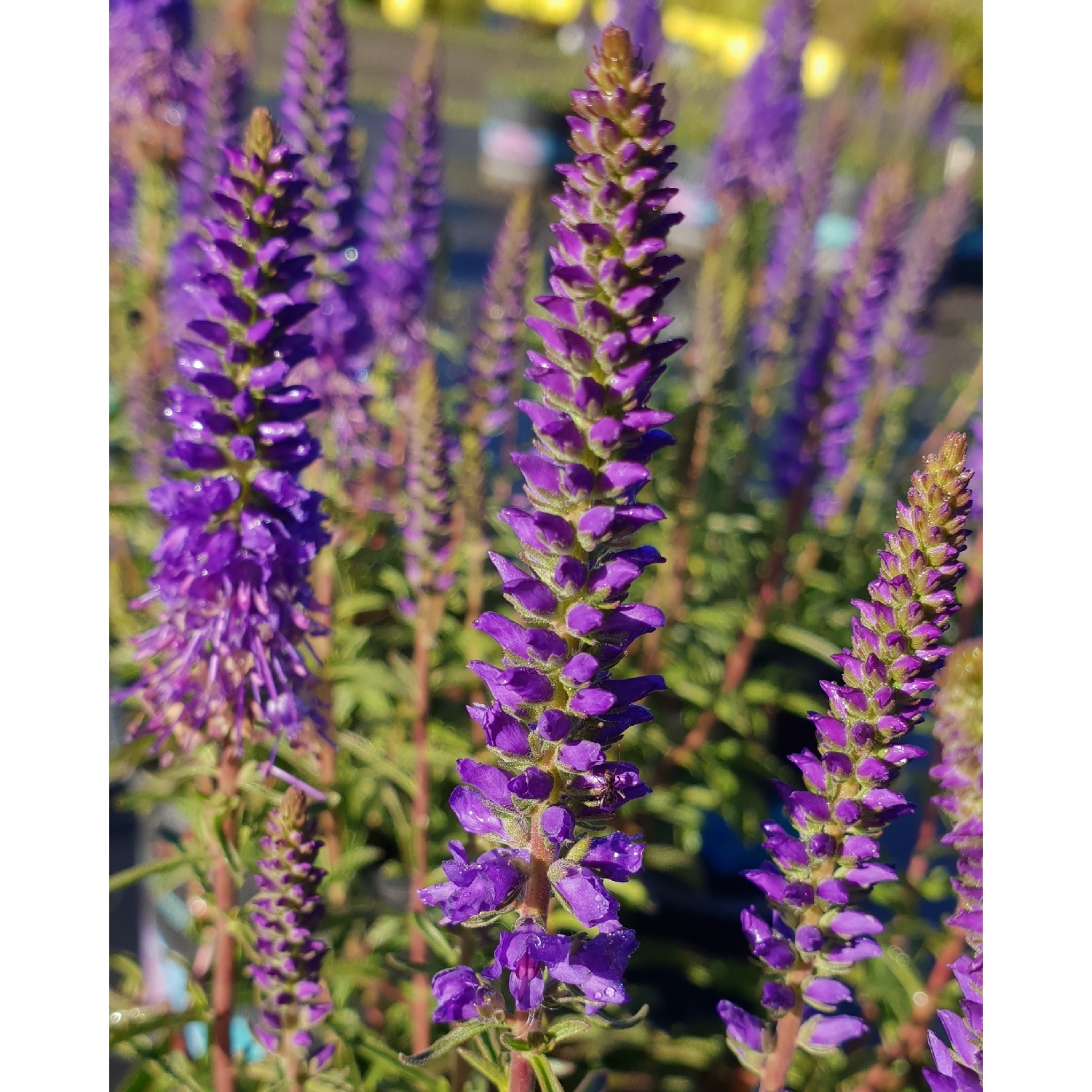 Veronica Venture Blue