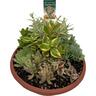 Succulent Bowl Assorted