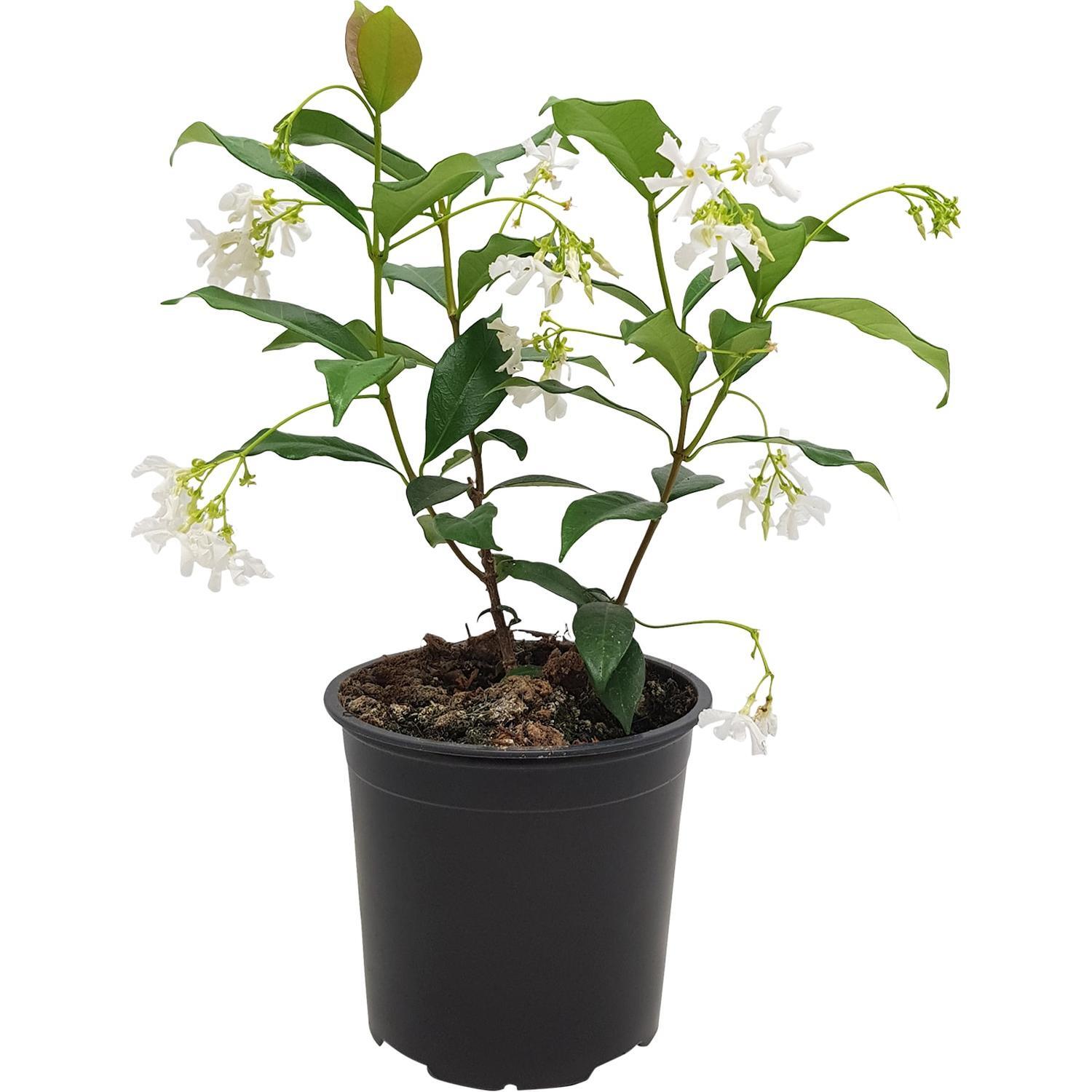 Star Jasmine