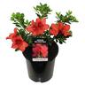 Azalea Mrs Kint Red 2.5L