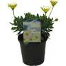 Osteospermum Voltage White Lightning