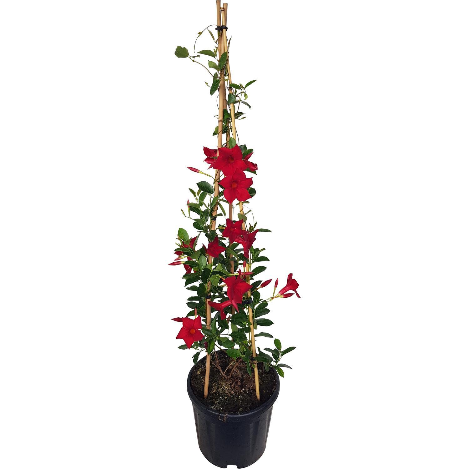 Mandevilla Forever Red