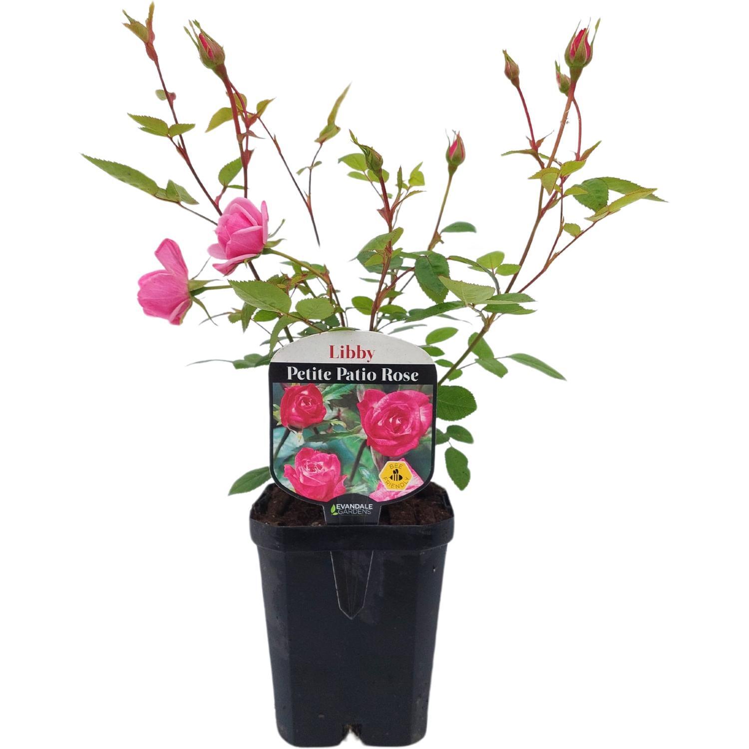Patio Rose  Libby