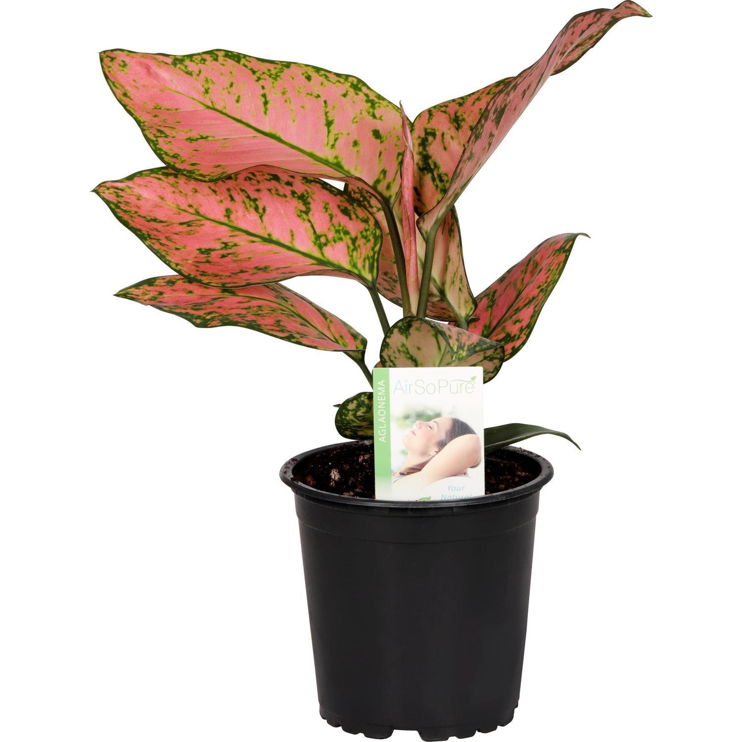 Aglaonema Lady Valentine