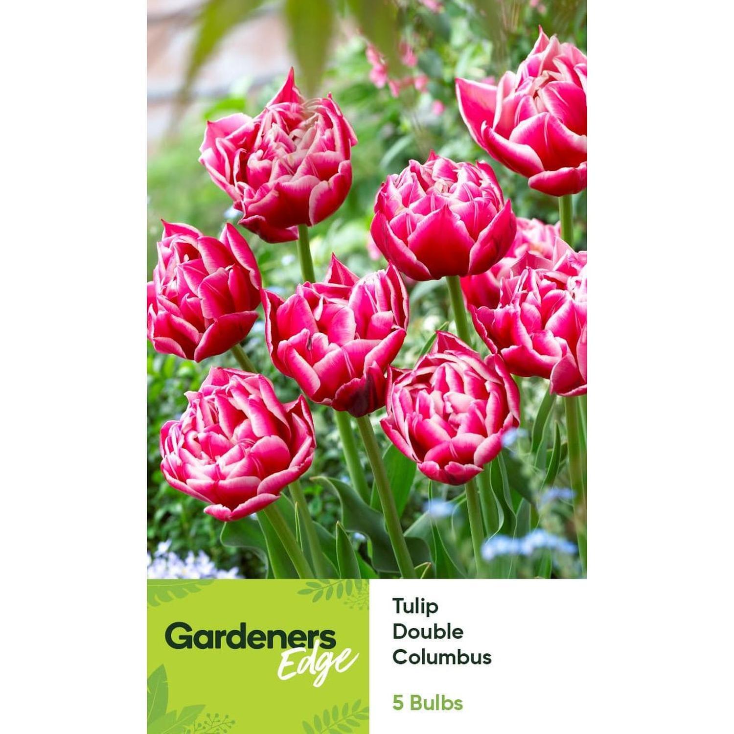 Tulip Peony Columbus 5 pack