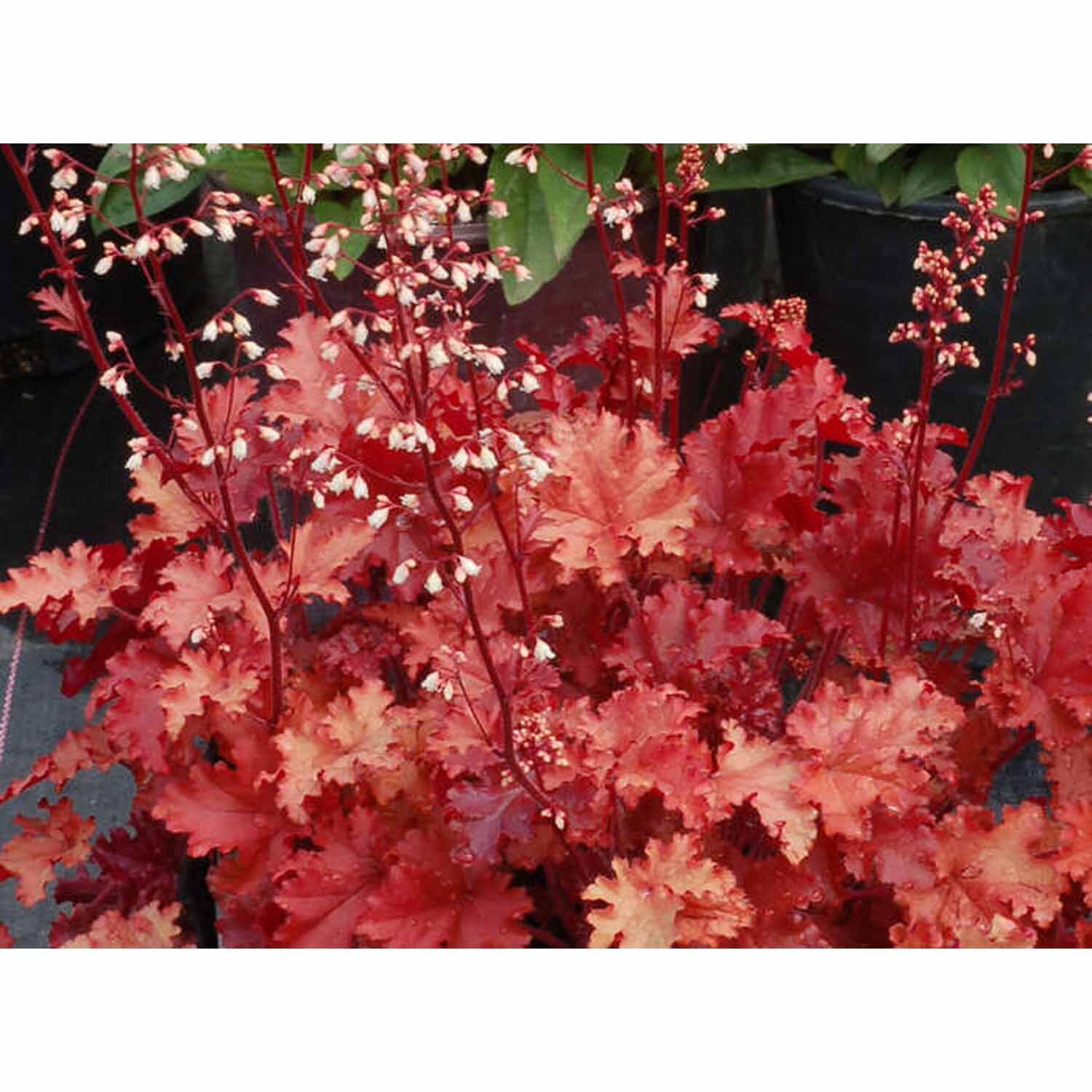 Heuchera 'Peach Crisp'