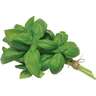 Basil Sweet Green