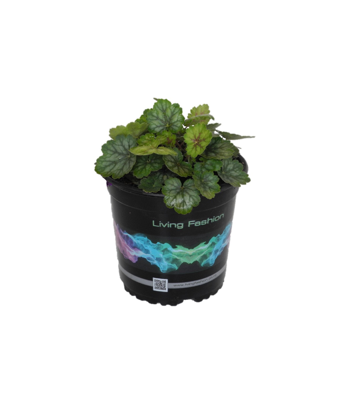 Heuchera Peppermint Spice