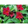 Mandevilla 'Burgundy'