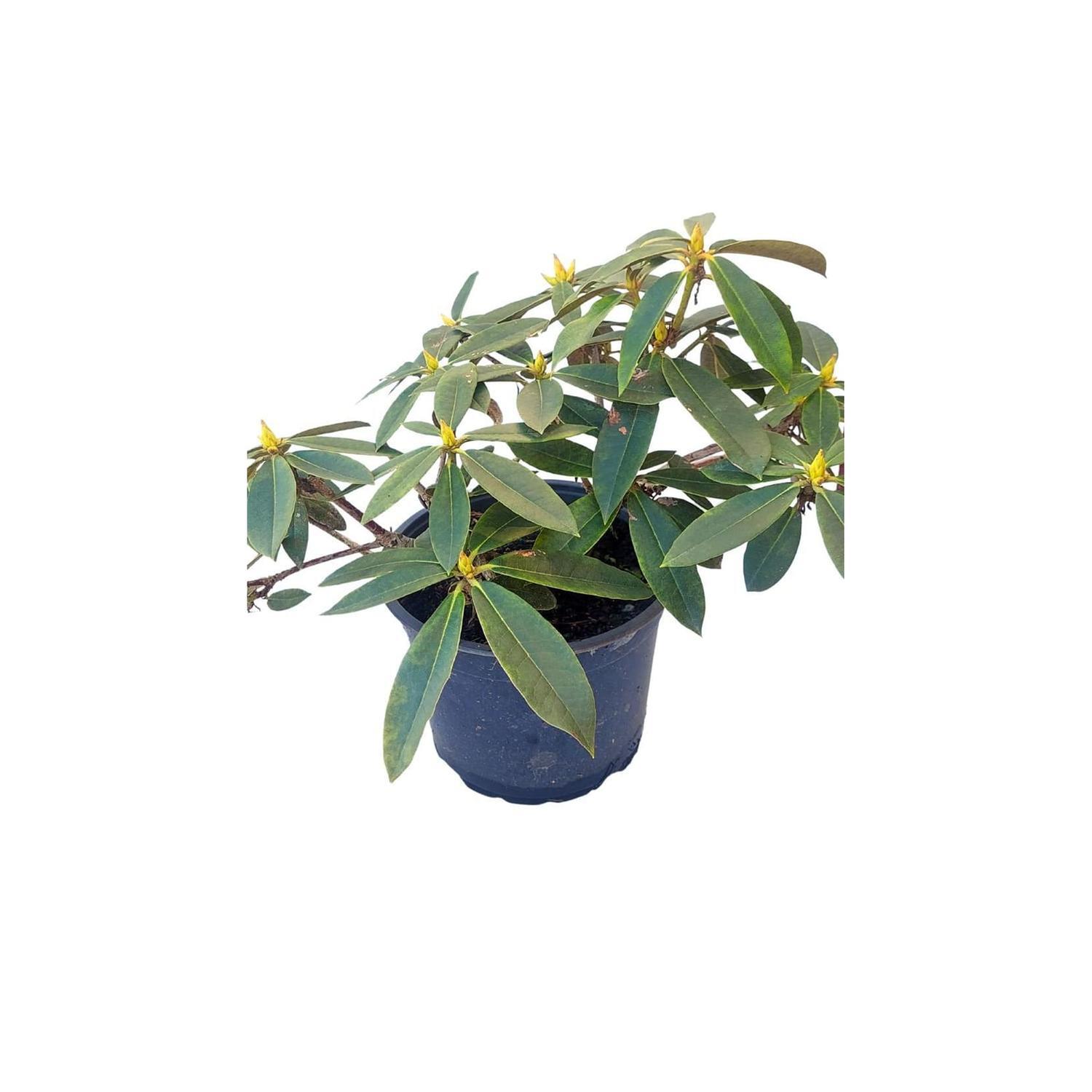 Rhododendron 'assorted'