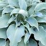 Hosta Flemish Sky